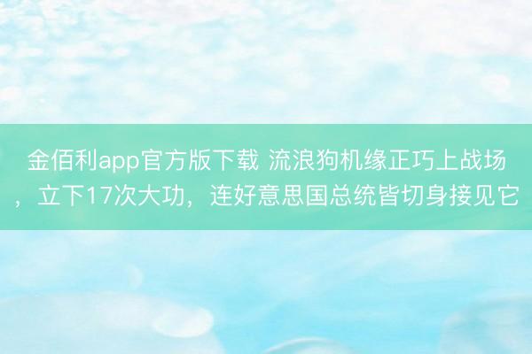 金佰利app官方版下载 流浪狗机缘正巧上战场，立下17次大功，连好意思国总统皆切身接见它